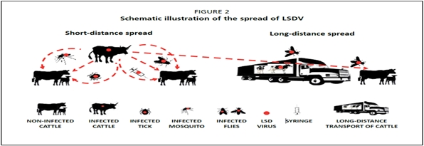 럼피스킨 전파개요도